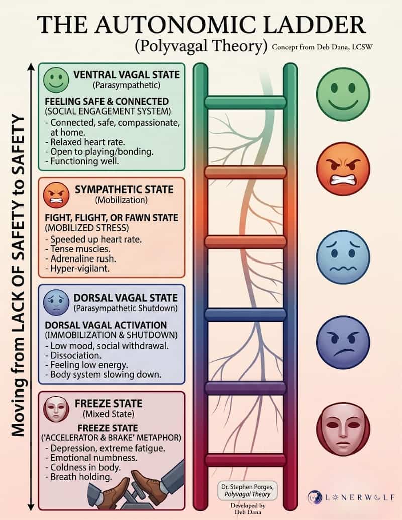 Image that depicts the autonomic ladder