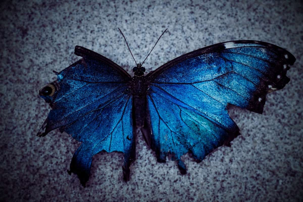 Image of a butterfly with broken wings symbolic of childhood trauma