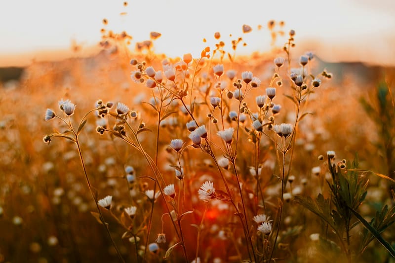 Image of a wildflower meadow with the warm sun shining on the flowers