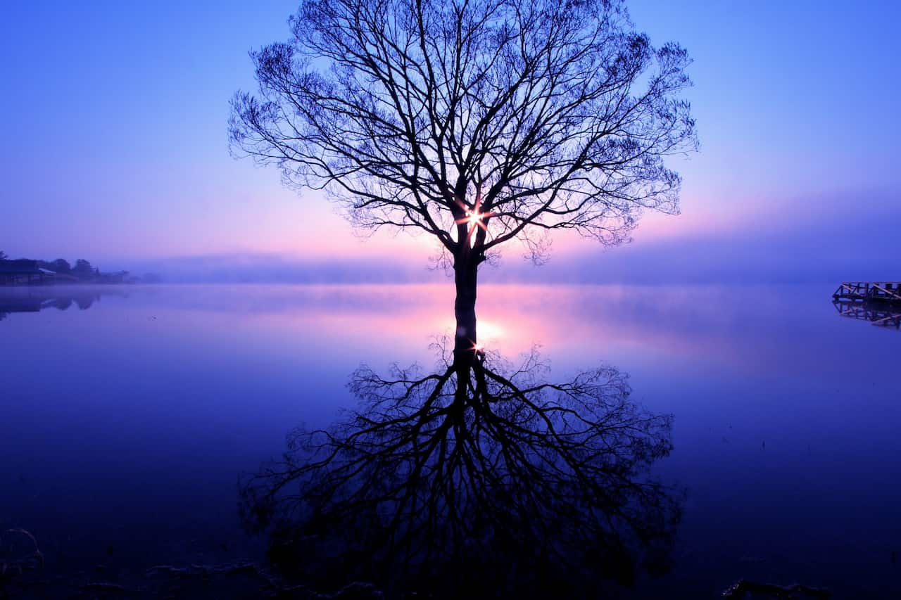 image of a tree reflected in the water symbolic of the subconscious mind