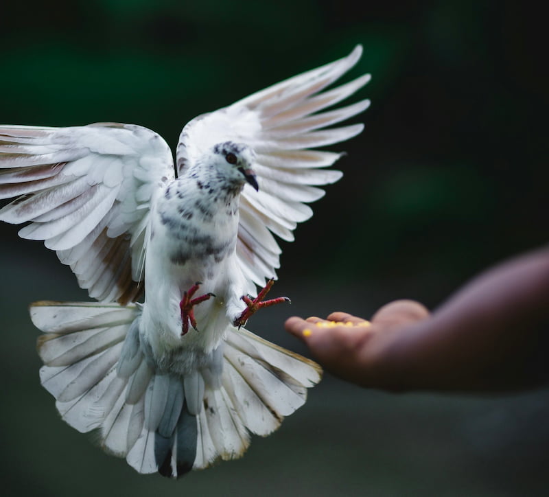 Image of a person feeding a dove symbolic of the grief work process