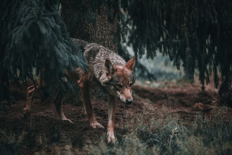 the image of a wandering lone wolf